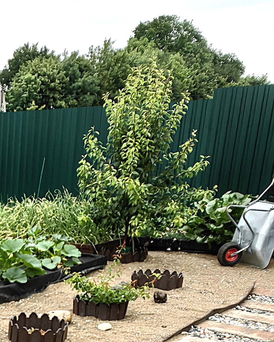 2024, К сожалению, лучше фото не нашлось