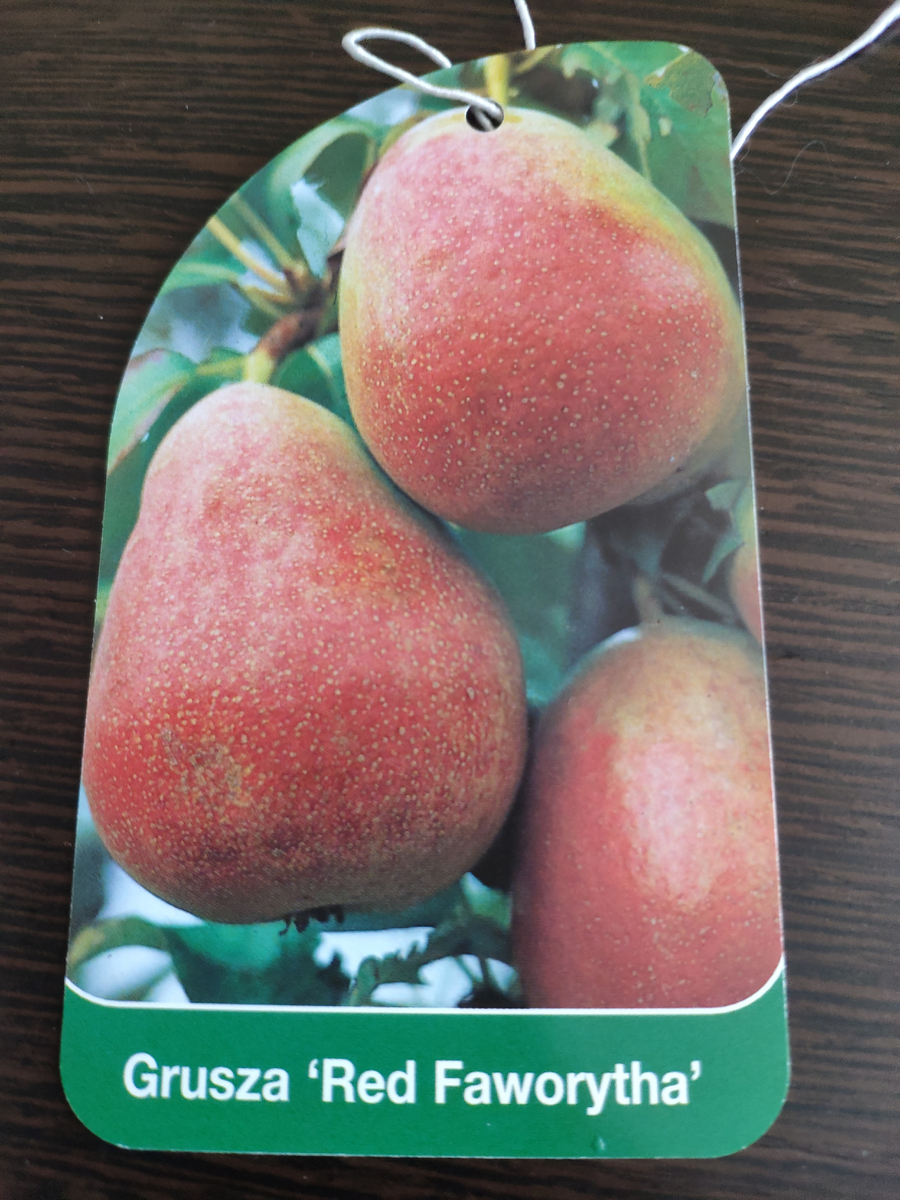 Груша из латышского питомника, транзитом через Польшу попала к нам в область