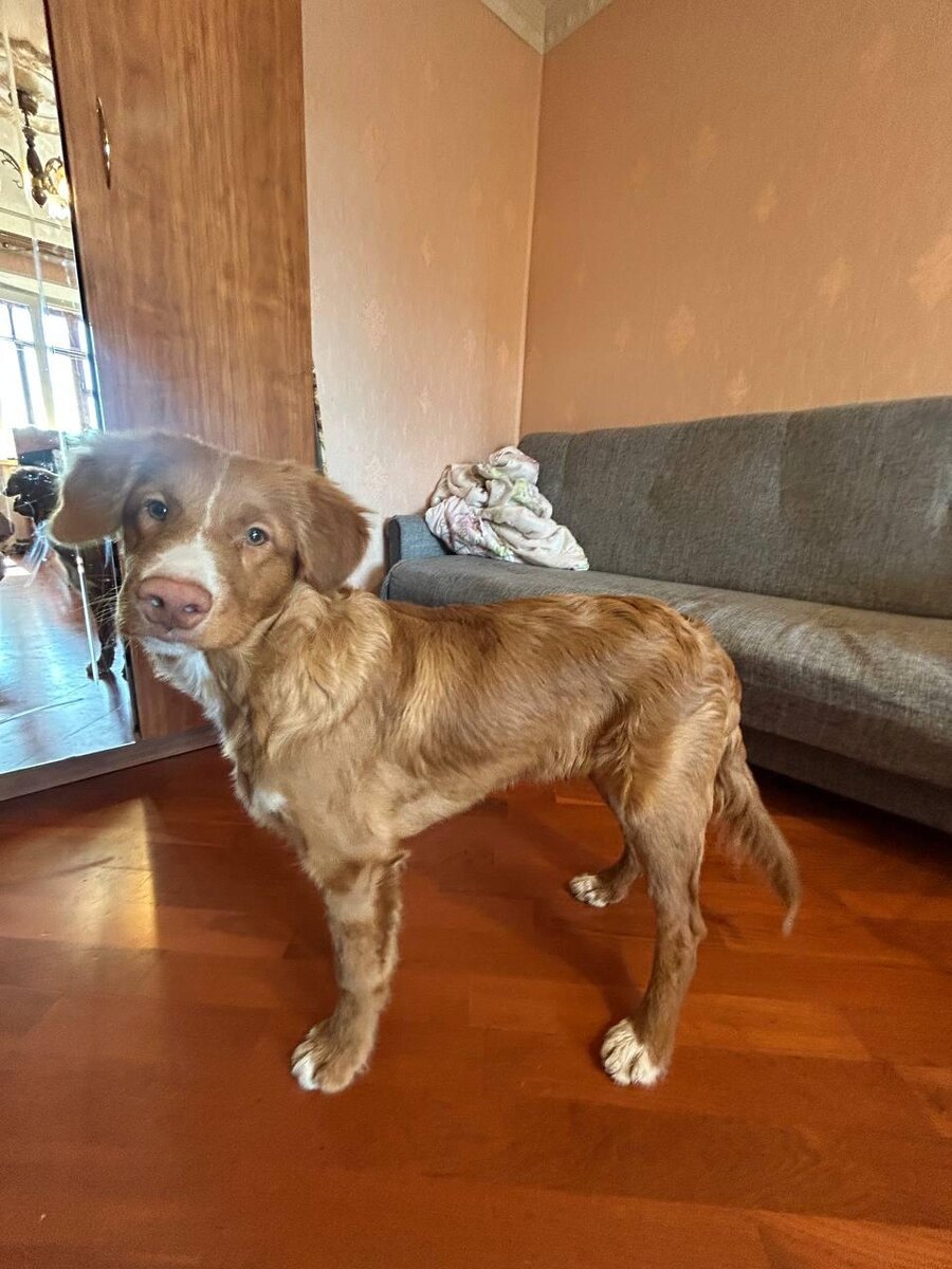 Новошотландский ретривер Мартин