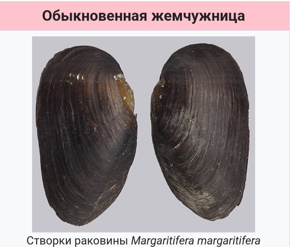 Фото из свободного доступа. 