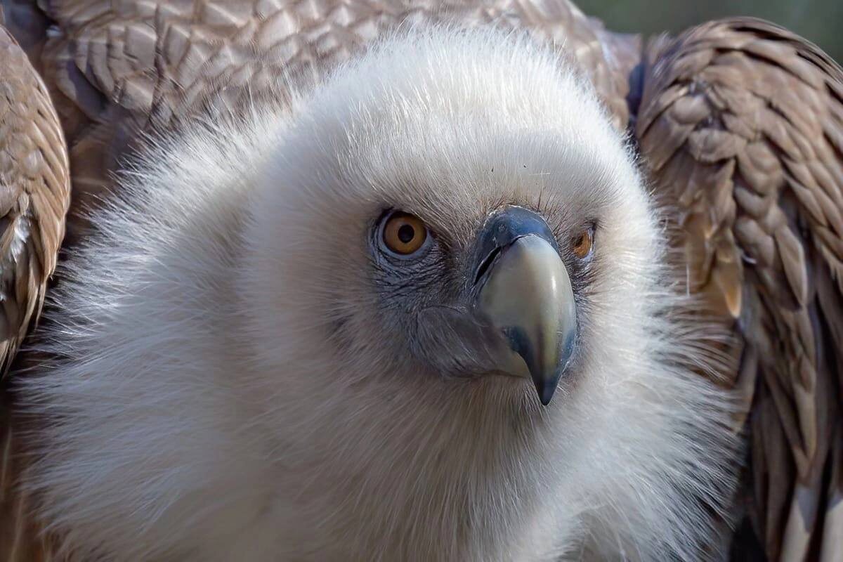Белоголовый сип из Новосибирского зоопарка, фото В. Габов