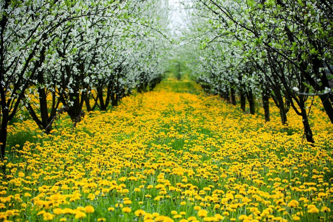 Сады цветут