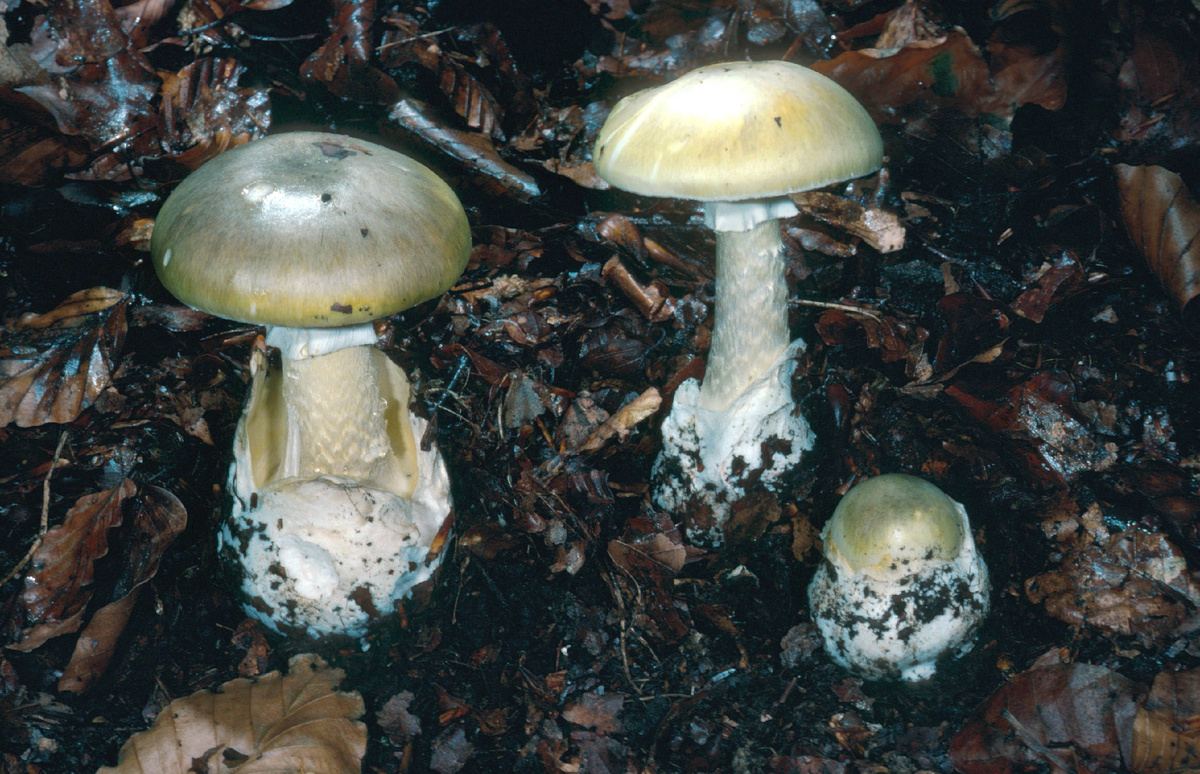 Фото: © E. Kajan/ blickwinkel/ Global Look Press