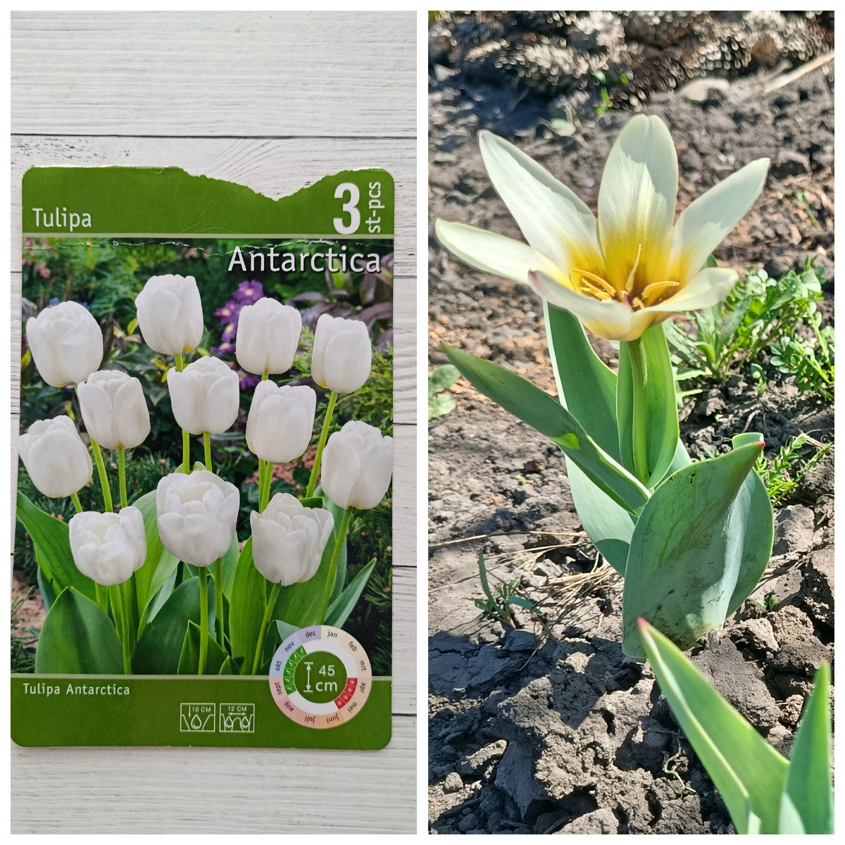 Коллаж автора