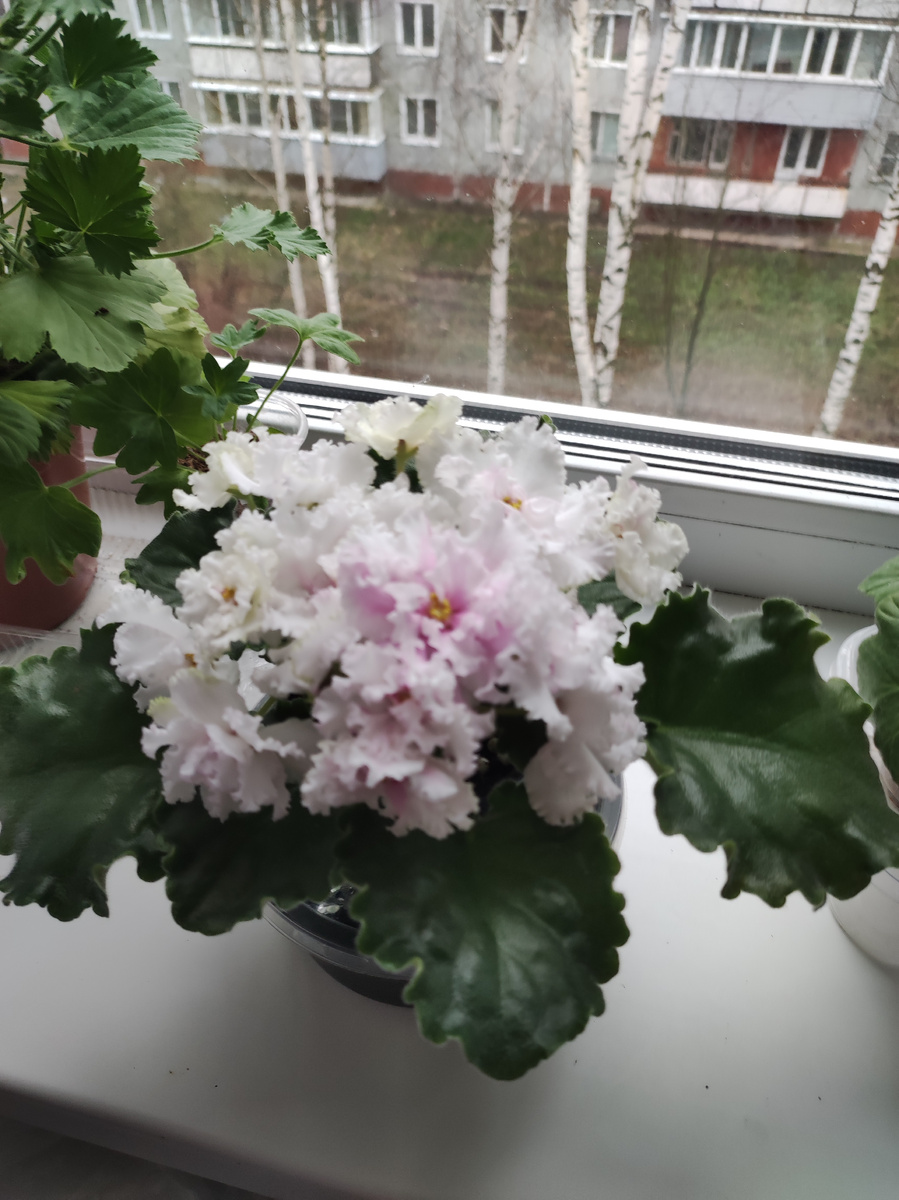 РМ - Сама нежность 