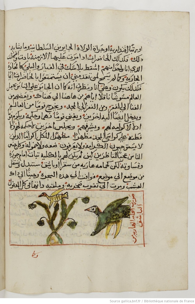 Притча о птице Кадим, прообразе пророков BNF Arabe 273, folio 46v (1752-1763 гг.)
