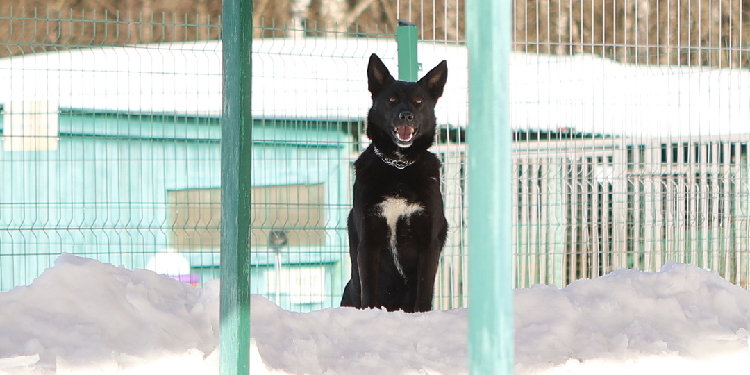 Уже даже стыдно писать про эту собаку. Пять лет безсмысленного круговорота