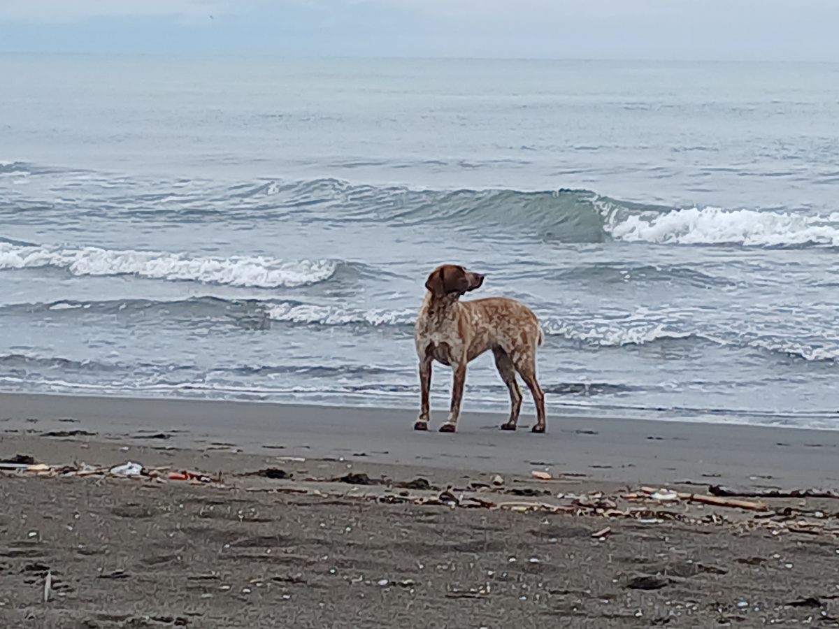 Черноморское побережье.  Грузия 