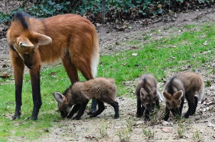 Гривастый волк со щенками
