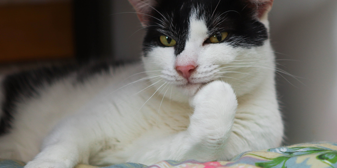 С этой кошкой мы думали никогда не расстанемся из-за внешности и капризов соискателя