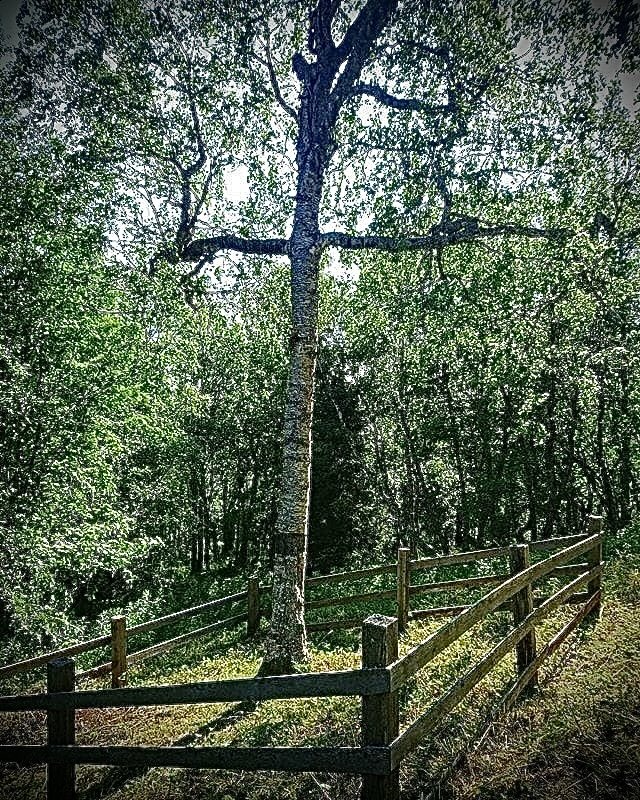 Дерево в форме креста