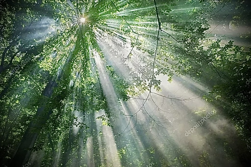 Солнечный свет сквозь дерево 