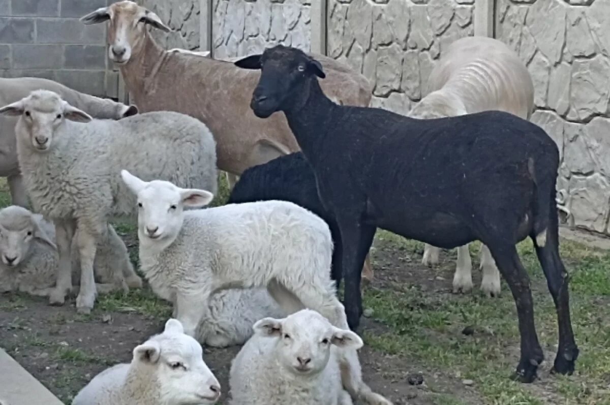    На Дону рассматривают возможность построения завода по переработке мяса