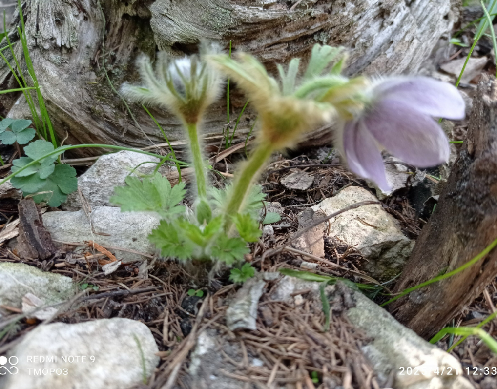 почти птенеец