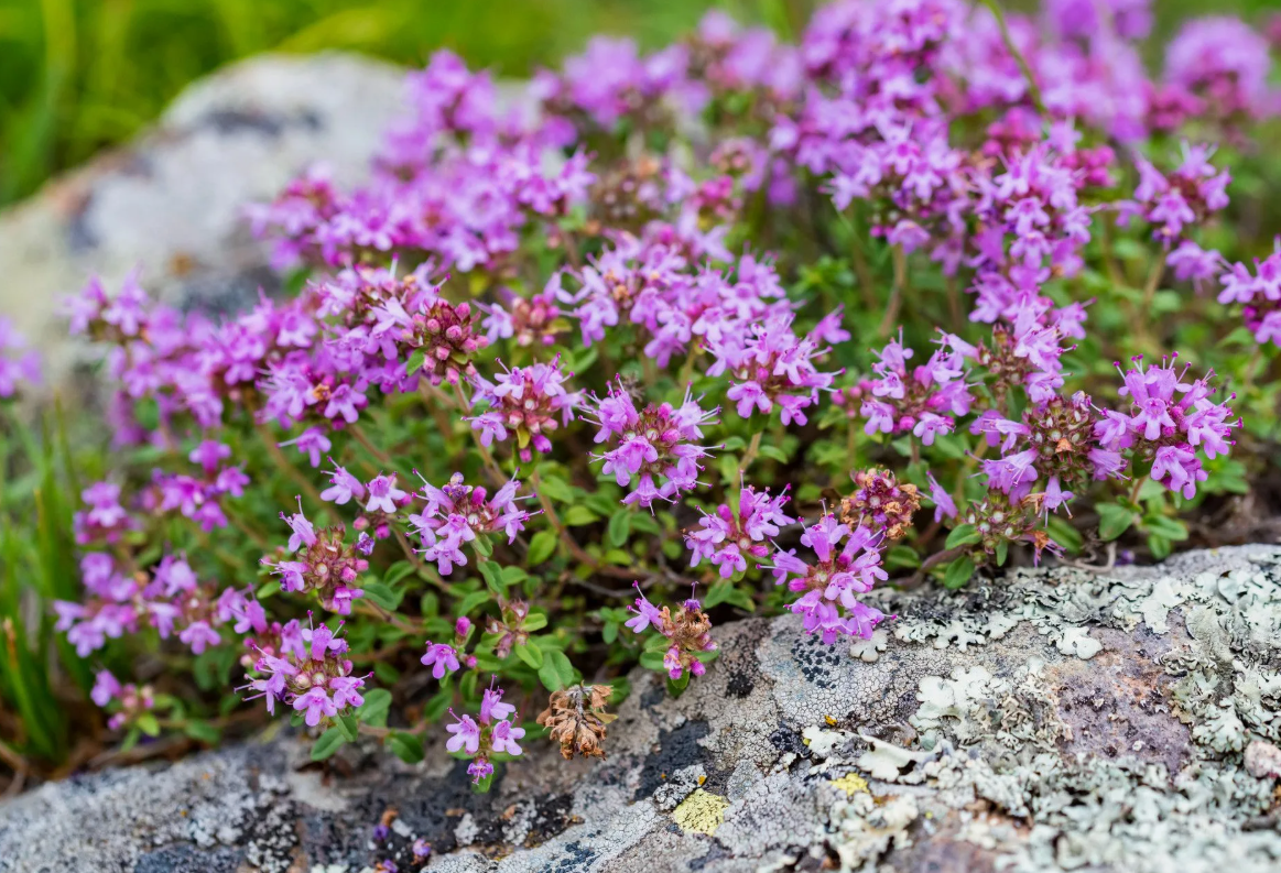 Тимьян ползучий