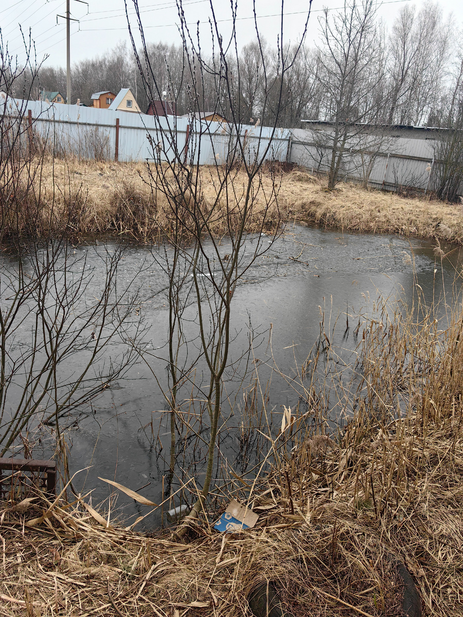 Заросший пруд на даче