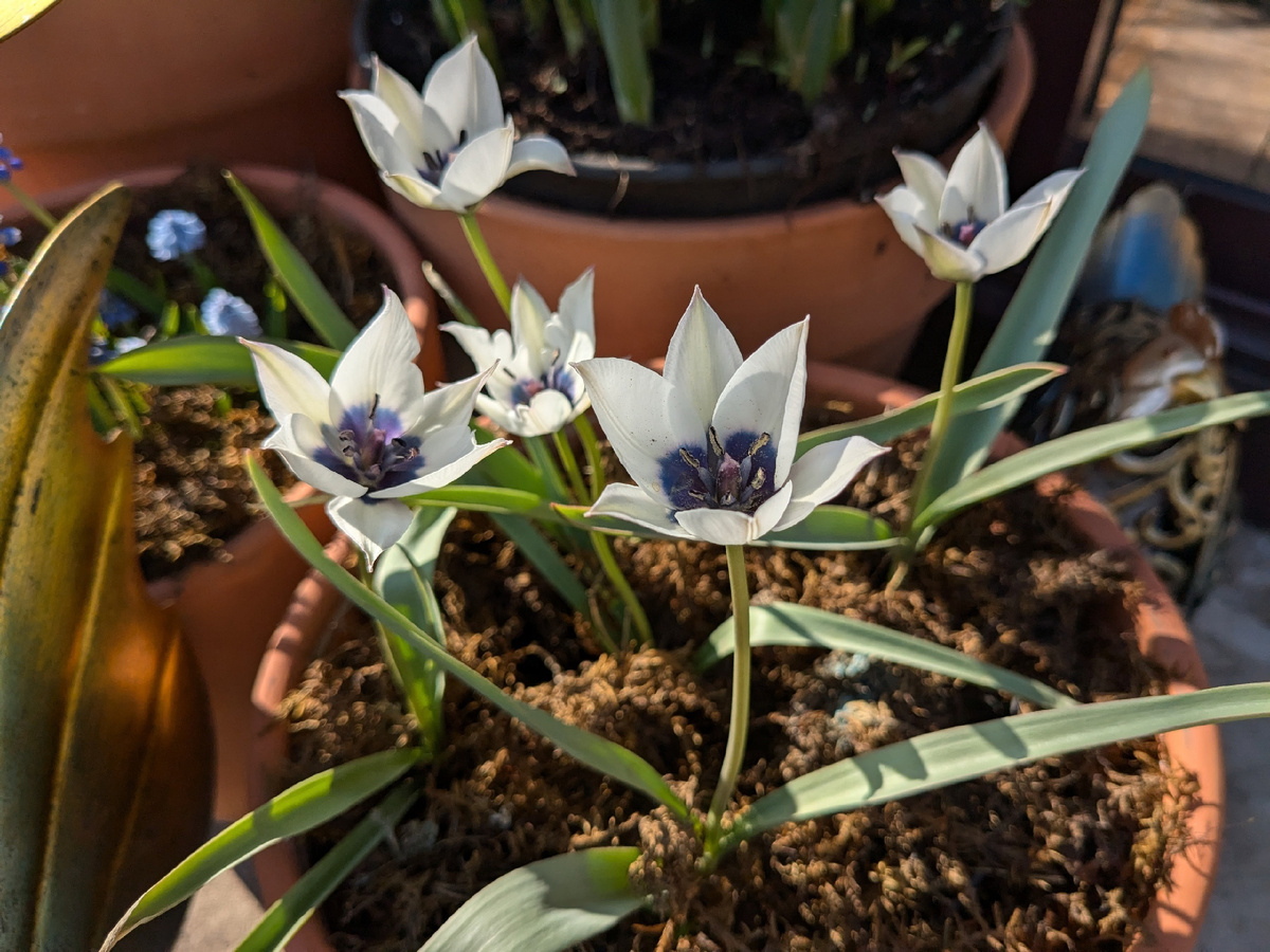 Тюльпан ботанический Alba Coerulea Oculata