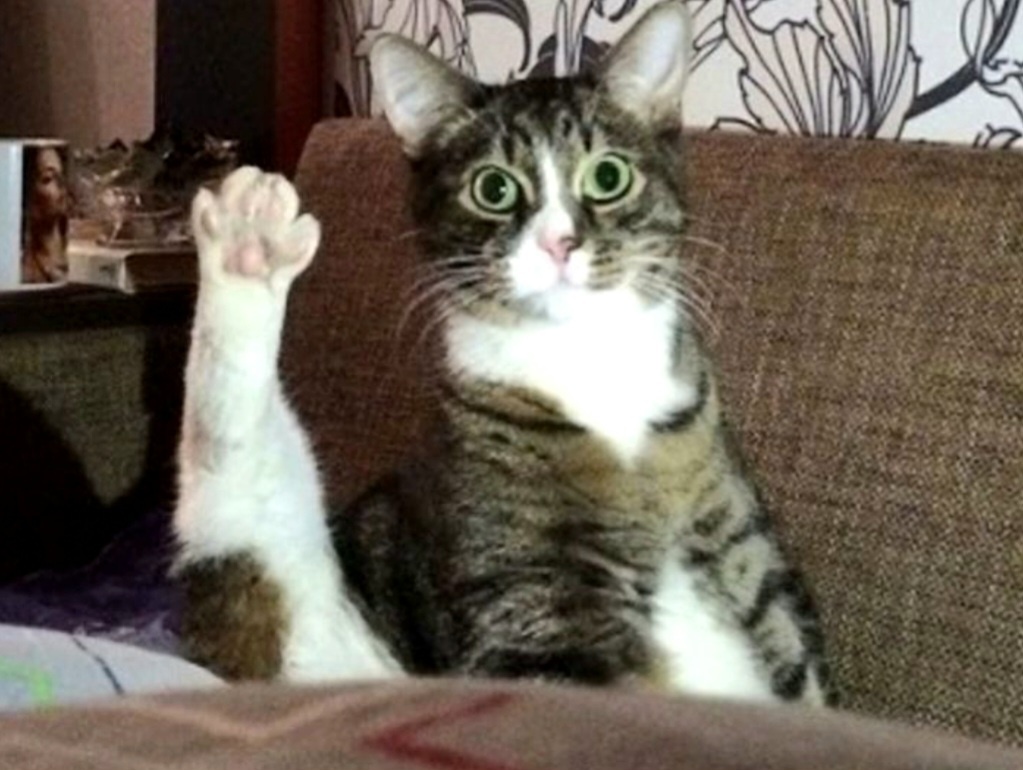 Мяу, привет, друзья! 