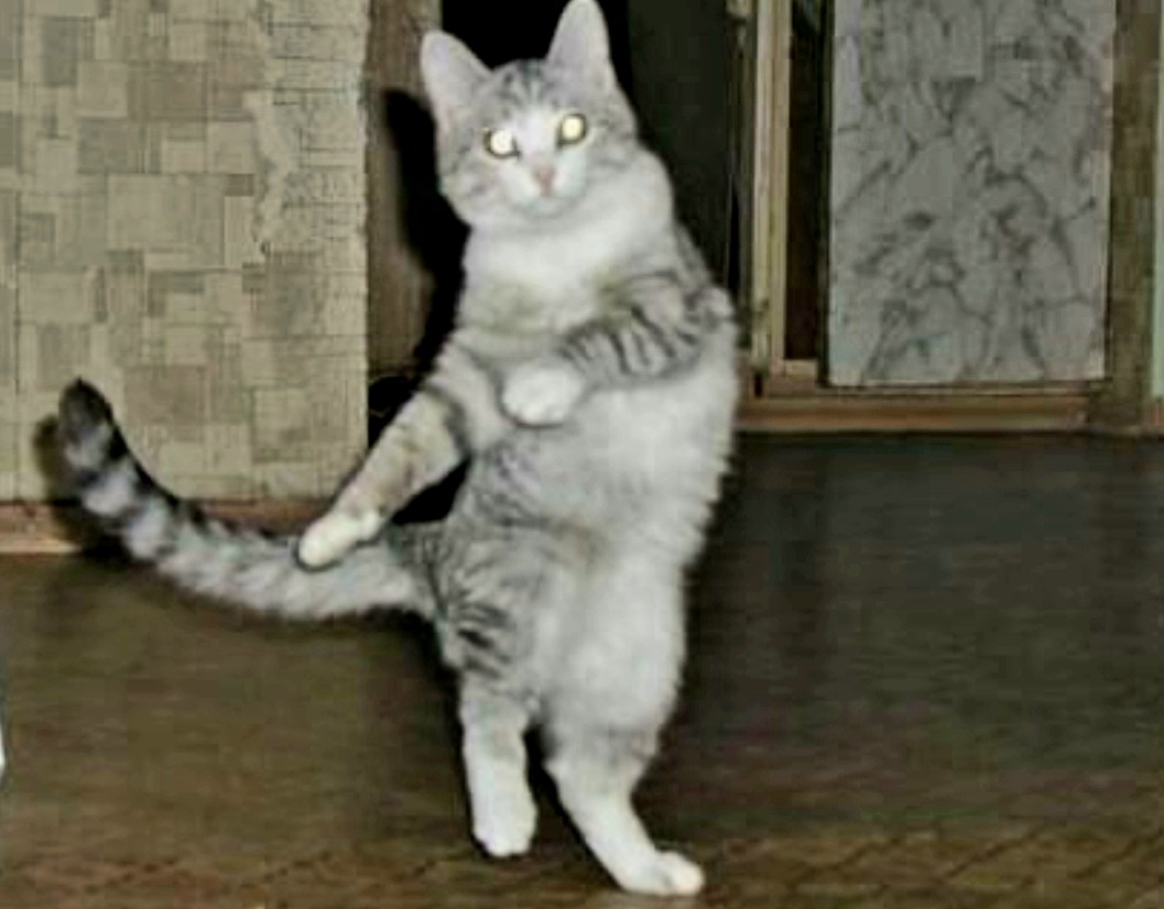 Танцуют все!