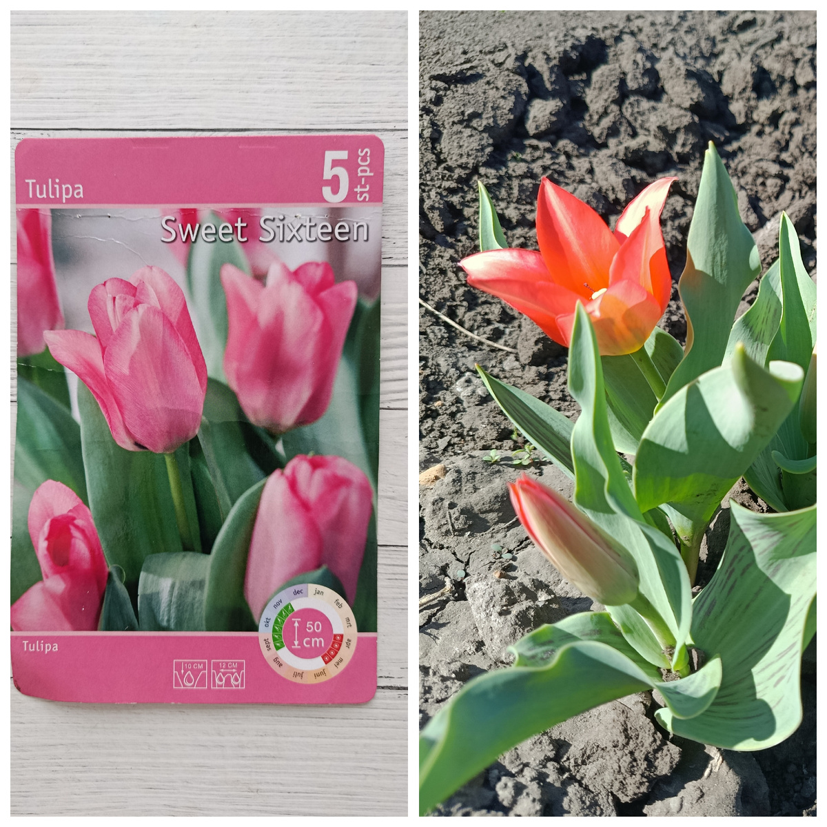 Коллаж автора