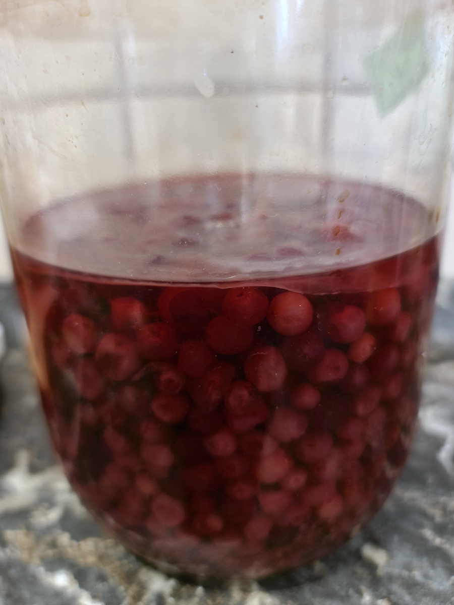 🌿 Чайный Гриб на Брусничном Настое: Удивительное Преображение! 🍂

Недавно мы столкнулись с интересным явлением: наш чайный гриб образовался на брусничном настое! Это событие стало настоящей находкой для всех любителей комбучи и натуральных напитков.

🍇 Что произошло?  
Когда мы заварили брусничный настой, добавив в него немного сахара и оставив настаиваться, на поверхности образовалась пленка — это и есть симбиотическая колония бактерий и дрожжей (SCOBY). Этот процесс показывает, как чайный гриб может адаптироваться к различным условиям и ингредиентам.

🌱 Почему это важно?  

1. Адаптация SCOBY: Чайный гриб способен приспосабливаться к различным средам, что делает его универсальным для создания различных вкусовых сочетаний.

2. Новые полезные свойства: Брусника добавляет дополнительные витамины и антиоксиданты, что делает напиток еще более полезным.

3. Экспериментирование: Это открытие вдохновляет на эксперименты с другими ягодами и растениями, что позволяет создавать уникальные вкусовые профили.

🍹 Что делать дальше?  
Теперь, когда у нас есть чайный гриб на брусничном настое, мы можем продолжать ферментацию, добавляя другие ингредиенты или просто наслаждаться уникальным вкусом. Важно следить за процессом и регулировать время ферментации в зависимости от желаемого уровня кислоты.

✨ Поделитесь своими открытиями!  
Если у вас есть опыт с чайным грибом или вы уже пробовали делать настои с различными ягодами, расскажите о своих результатах! Будем рады узнать о ваших экспериментах и впечатлениях.

