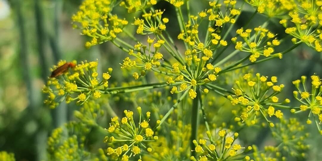 Что укроп любит больше всего