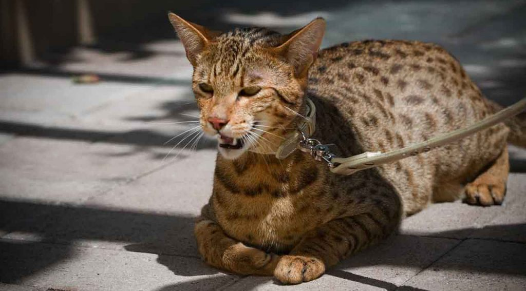 Порода кошек Ашера (pinterest.com)