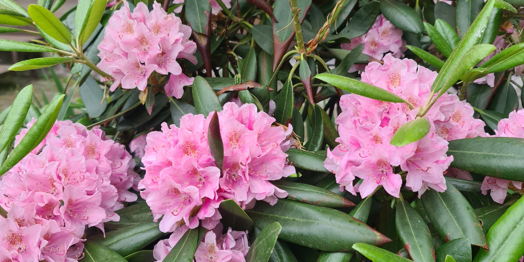 Зачем мы закрываем рододенроны