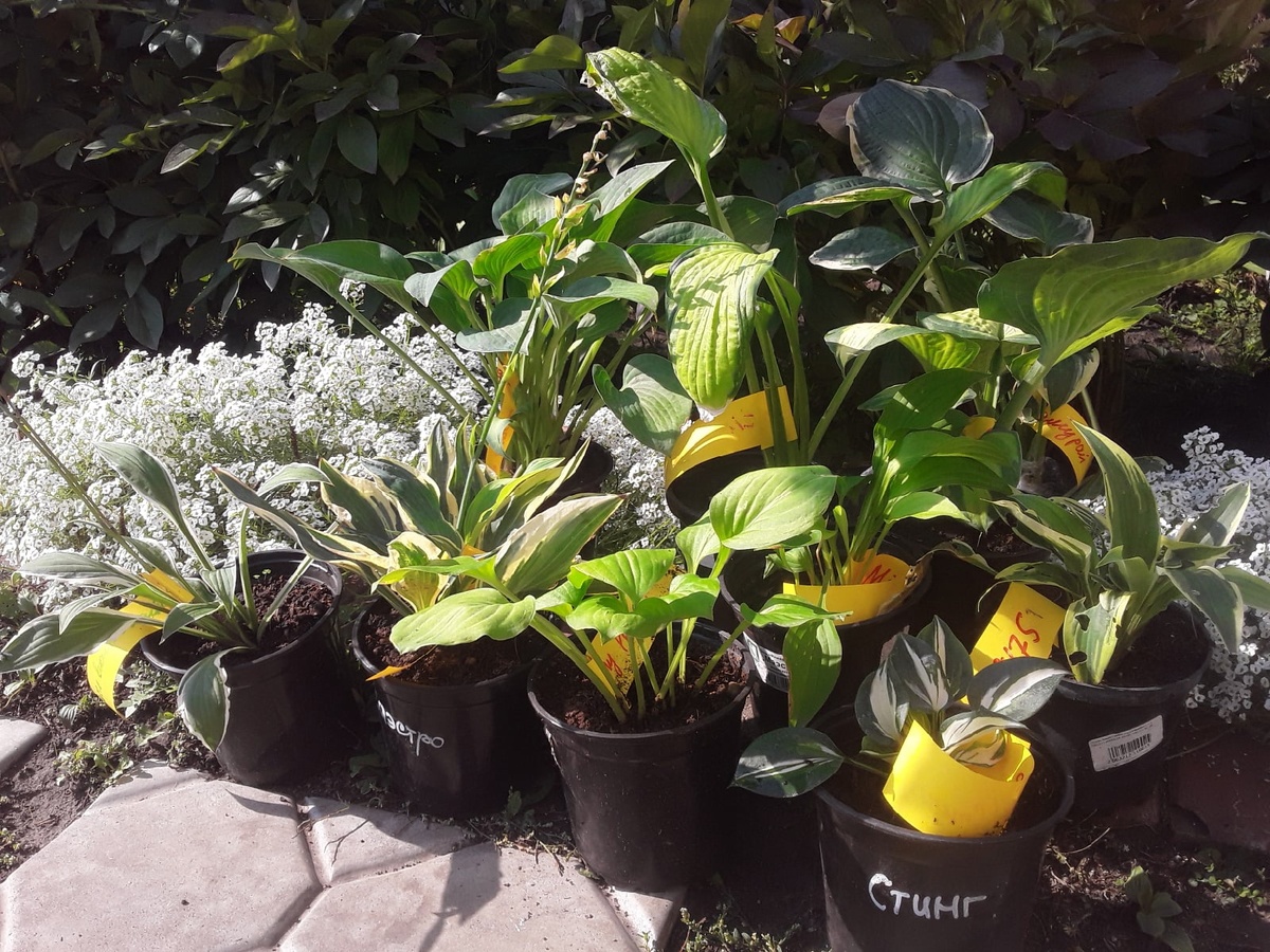 Ну, разве не красота?