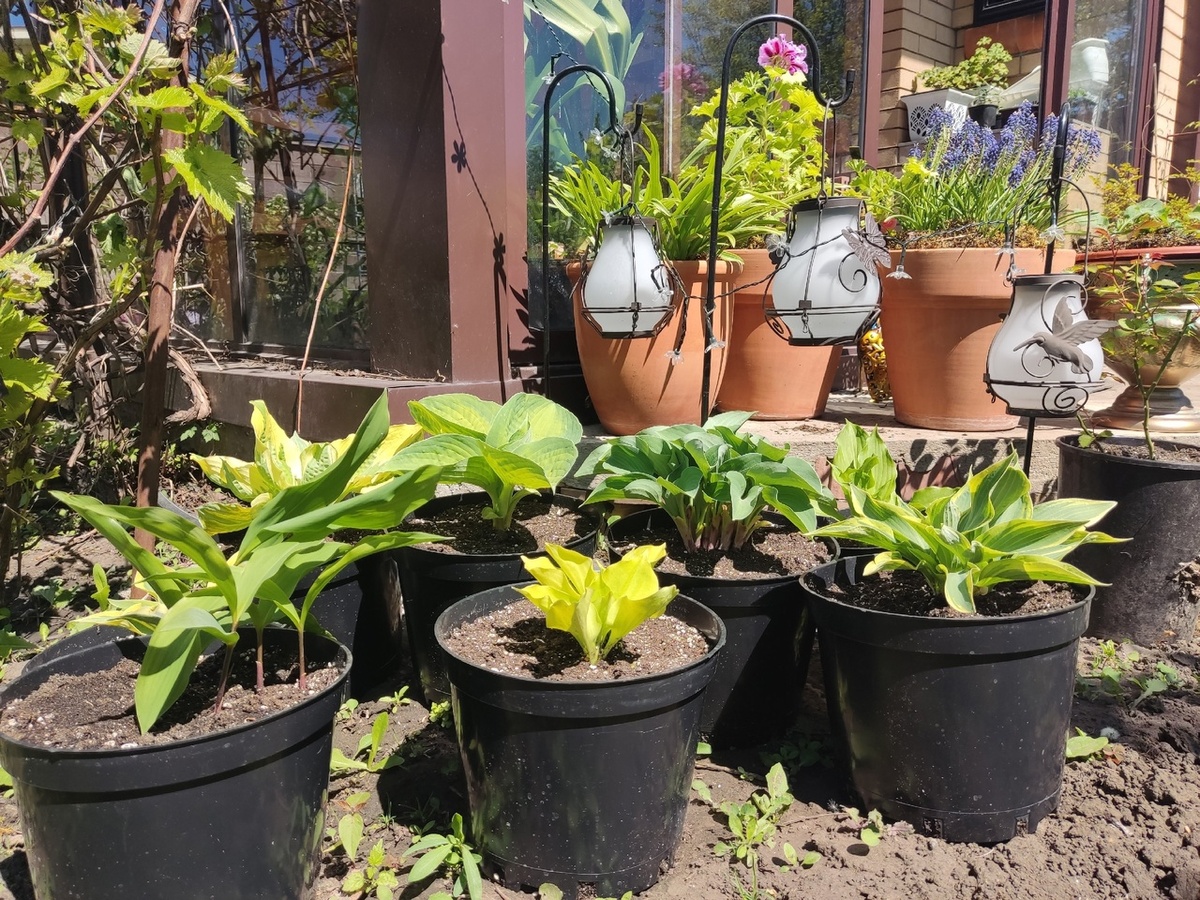 Май-2024, те же хосты в пятилитровках