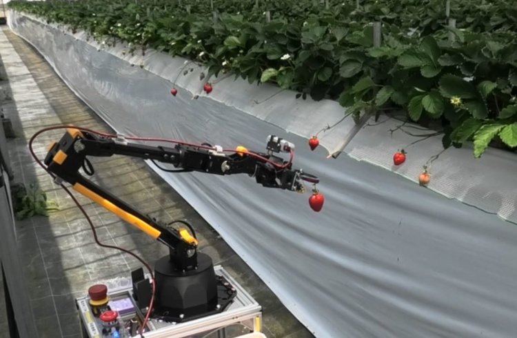    В Японии на клубничные поля вышли роботы с лидарами