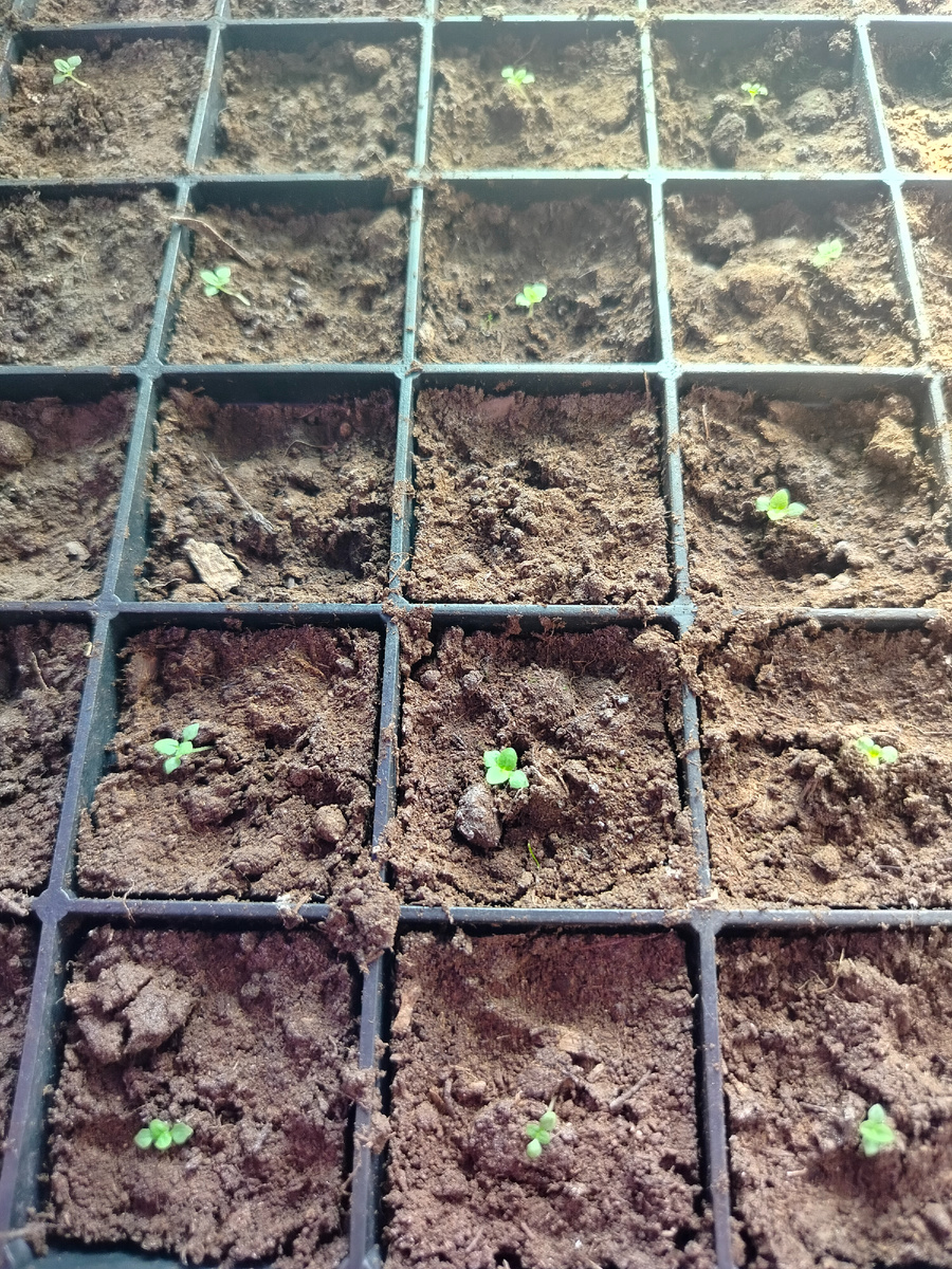 Моя рассада в отдельных стаканчиках.