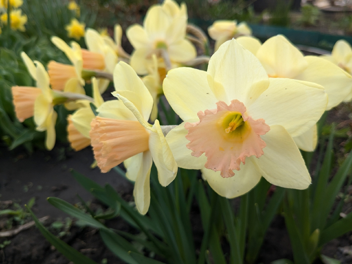 В этом году дивно цветут нарциссы после пересадки