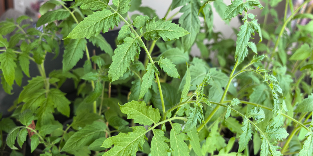 Обязательно делаю эту подкормку для рассады томатов и для всей рассады. Рассада жирная и зеленая