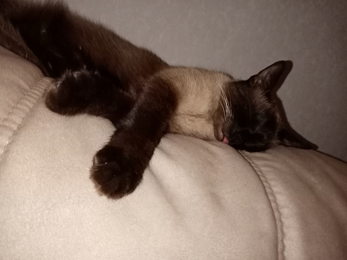 Такой смешной и забавный котик у меня живет, мой любимка, Стёпушка 