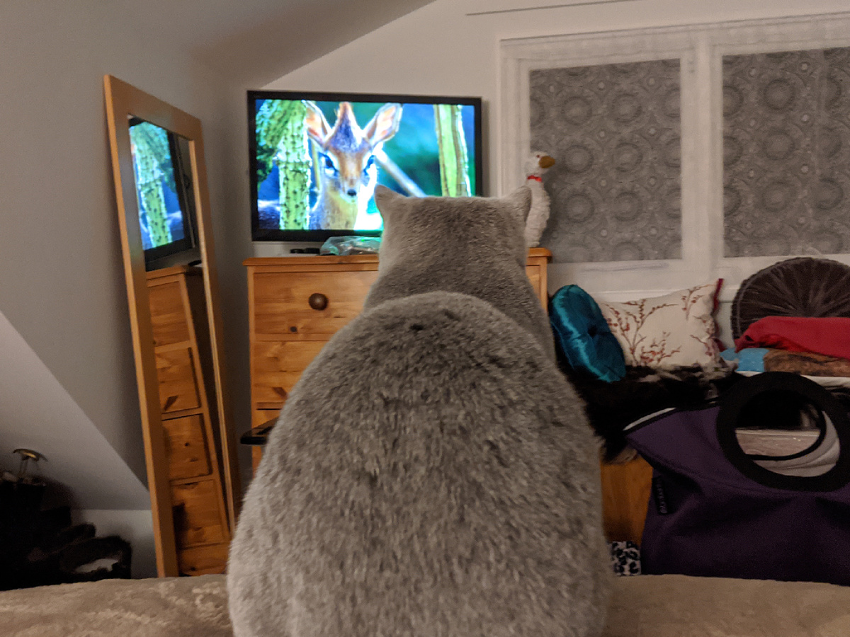 В ходу не только документальные проекты о дикой природе. Арчи уважает исторические драмы об аристократии, например, «Аббатство Даунтон». «Шерлока» смотрит, но только для сравнения остроты ума и оценки скул Камбербэтча (естественно, в свою пользу). Классические экранизации Диккенса одобряет за верность деталям... и возможность вздремнуть под размеренное повествование.