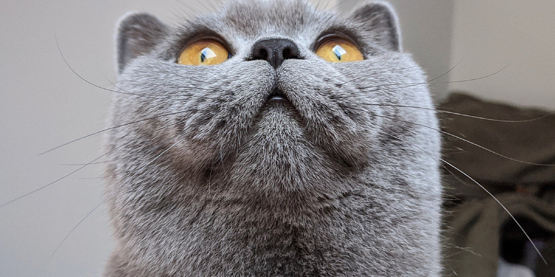 8 интересных особенностей из жизни британского кота