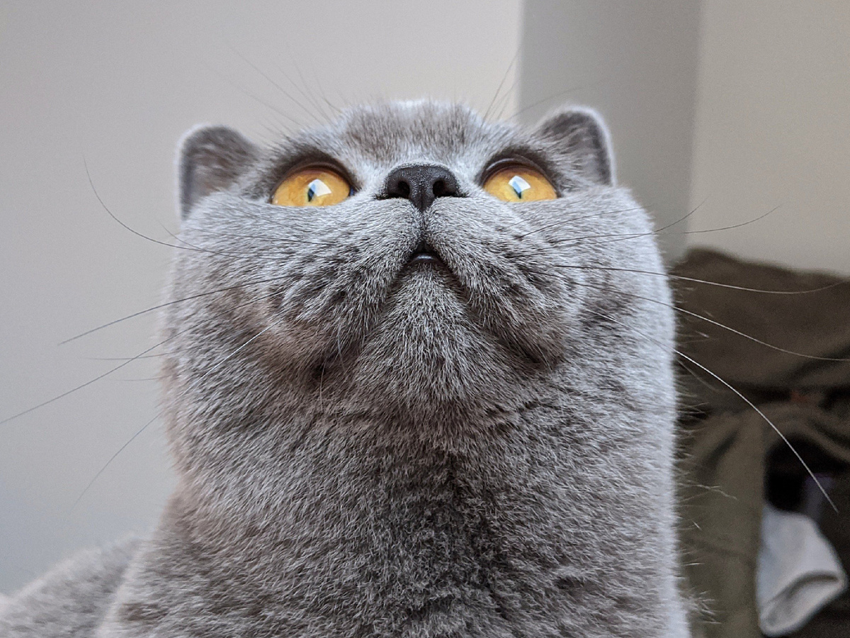 Фотография: alljengi, CC BY-SA 2.0