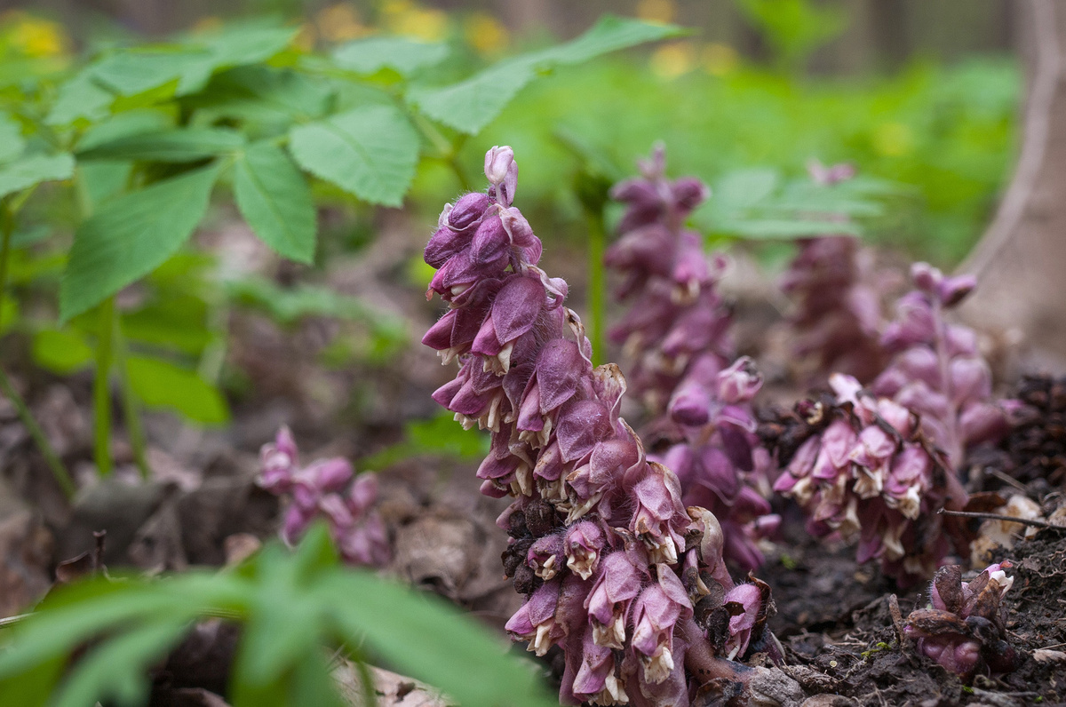 Вовсю цветущий и уже даже чуть засыхающий побег Петрова Креста в Битцевском лесопарке в Москве.