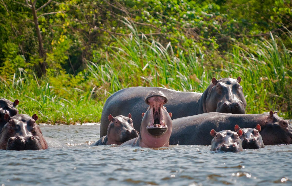 Колумбия. Где много-много диких... бегемотов