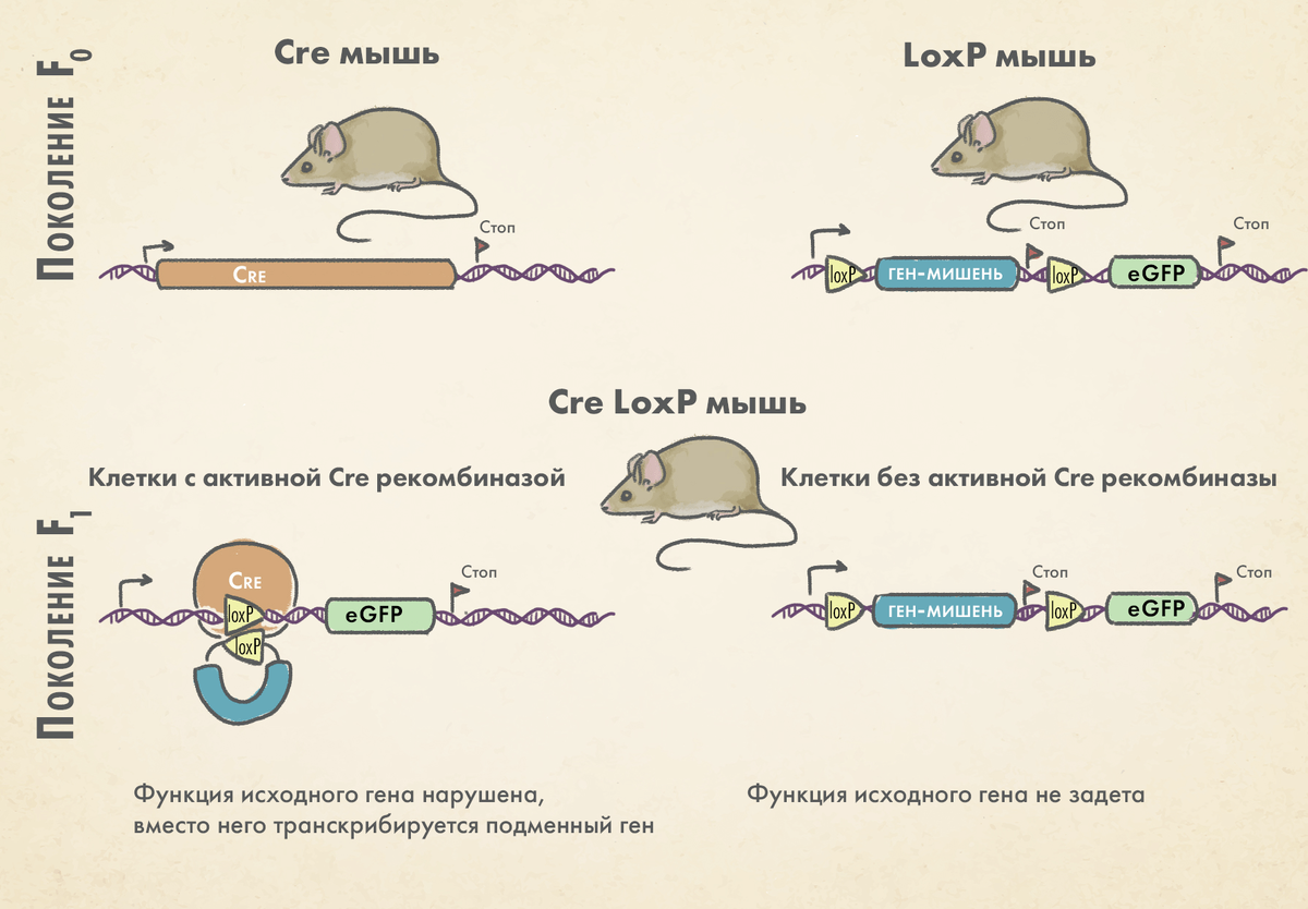 Механизм рекомбинации с использованием системы Cre-LoxP. Для создания трансгенной модели необходимо вывести две линии мышей: чтобы одна содержала ген рекомбиназы Cre, а вторая — сайты LoxP, расположенные нужным для генной модификации образом. Далее, при скрещивании этих двух линий рекомбиназа Cre взаимодействует с сайтами LoxP, вызывая включение или выключение гена.

иллюстрация Елены Беловой