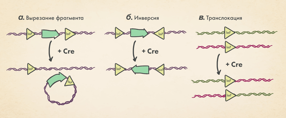 Возможные механизмы внесения изменений в ДНК с помощью Cre-LoxP. Рекомбиназа Cre и сайты LoxP используется для внесения разнообразных изменений в последовательность ДНК. При этом именно ориентация сайтов LoxP влияет на характер этих изменений: (а) вырезание фрагмента — способ внести делецию определенной области ДНК; (б) инверсия — разворот участка ДНК на 180°; (в) транслокация — способ внесения рекомбинации, одно из самых важных и интересных свойств использования Cre-LoxP системы, которая позволяет создавать крупные хромосомные перестройки и имитировать их в животных моделях различных болезней.

иллюстрация Елены Беловой