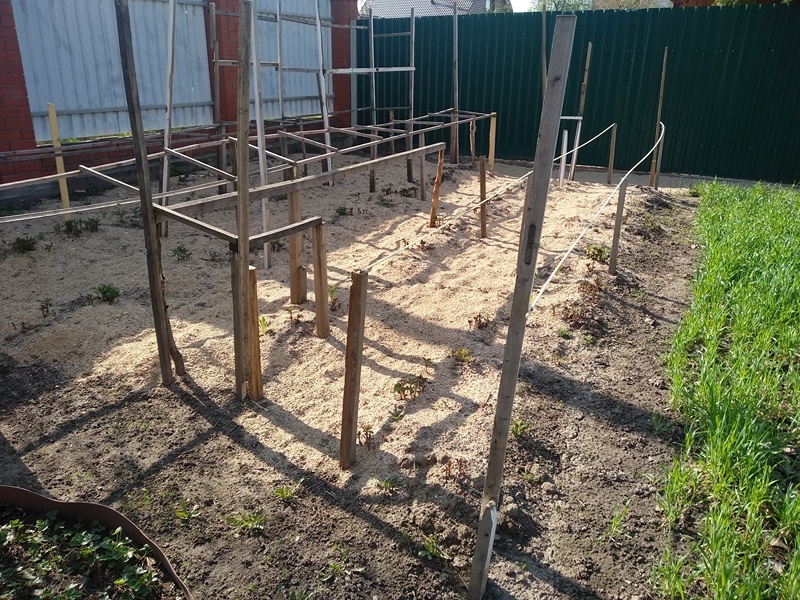 Речной песок на участке, где растёт ремонтантная малина