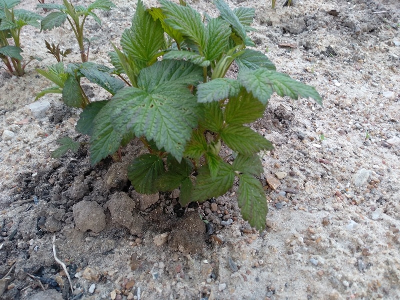 Малина среди песков. Шучу.