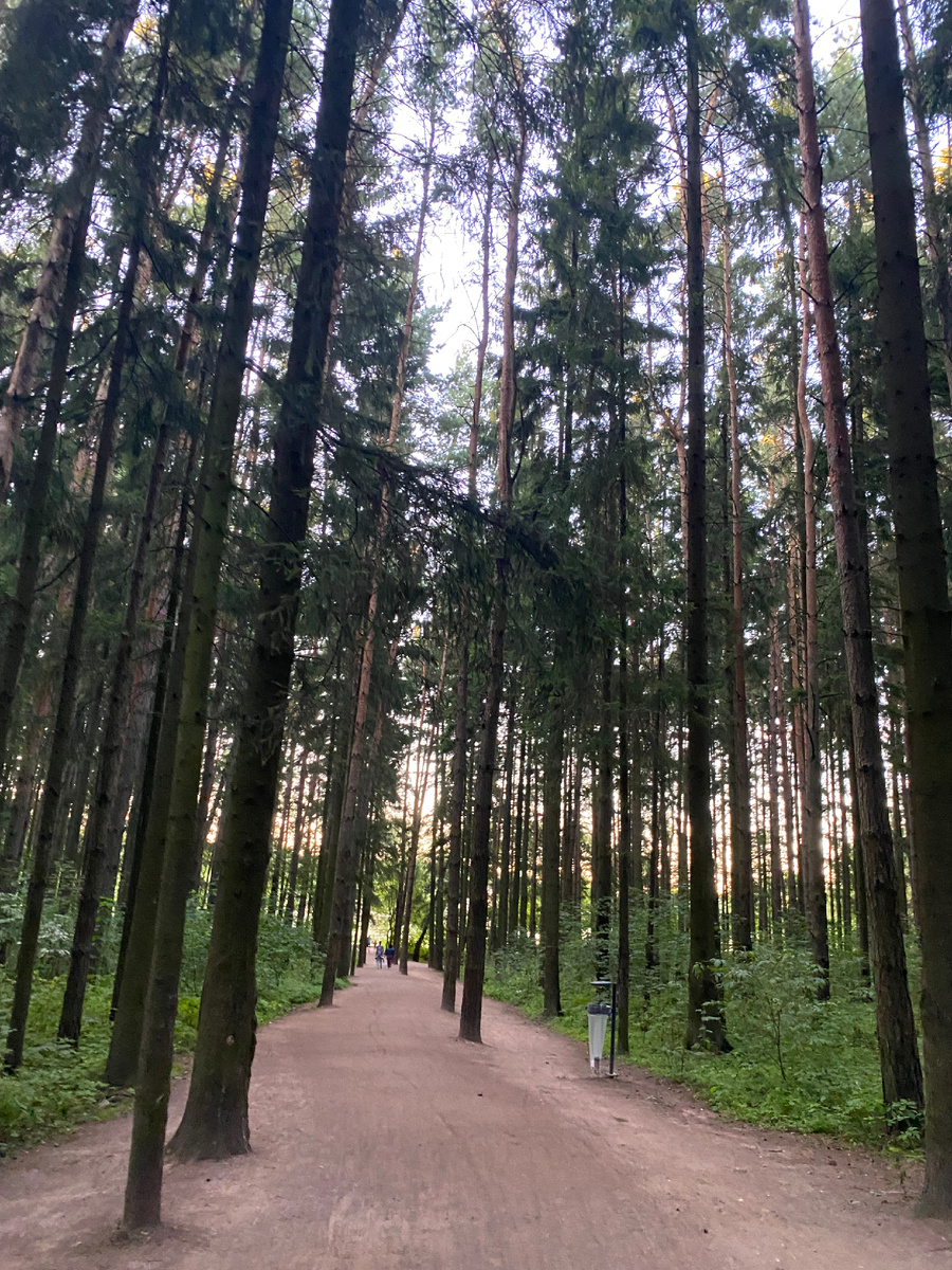 Невероятный сосновый лес с тропинками 