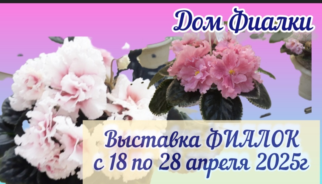 Выставка фиалок с 18 по 28 апреля 2025г.