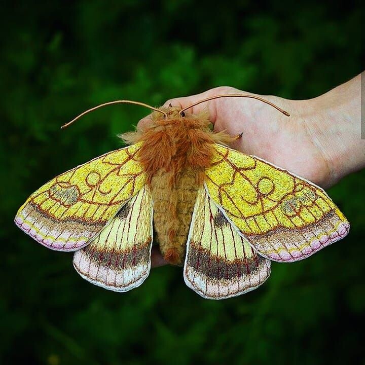 Фото из интернета. Ночная бабочка.