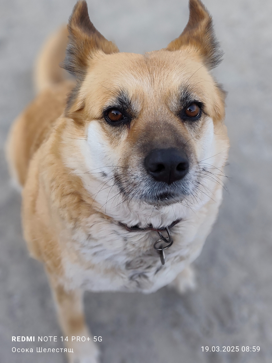 Солнечная дворянка. Тайга.