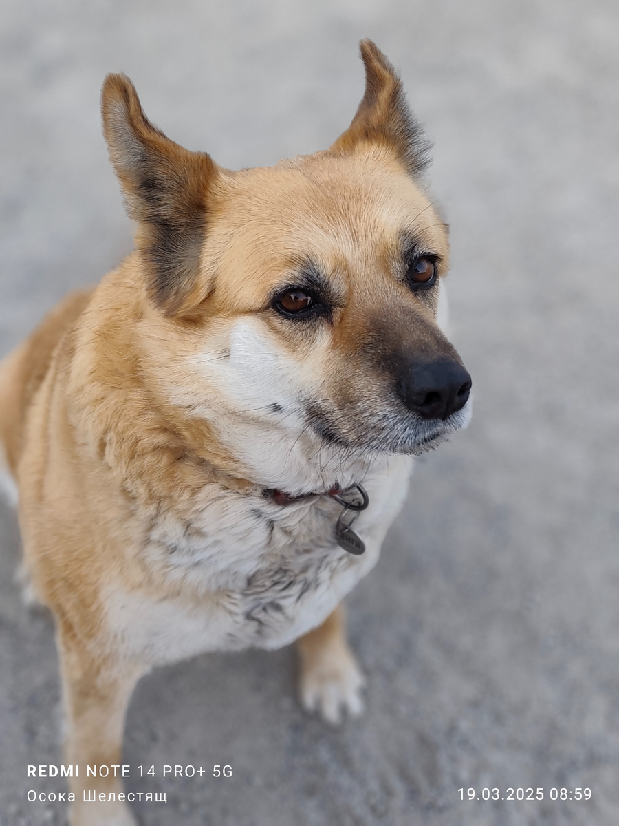 Рыжая красавица.