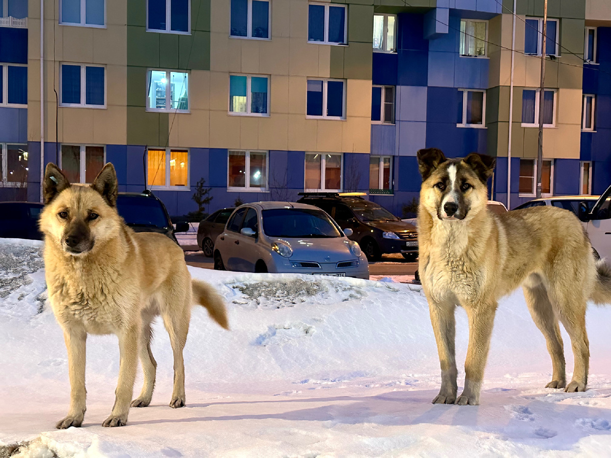 Бездомные собаки на севере.
